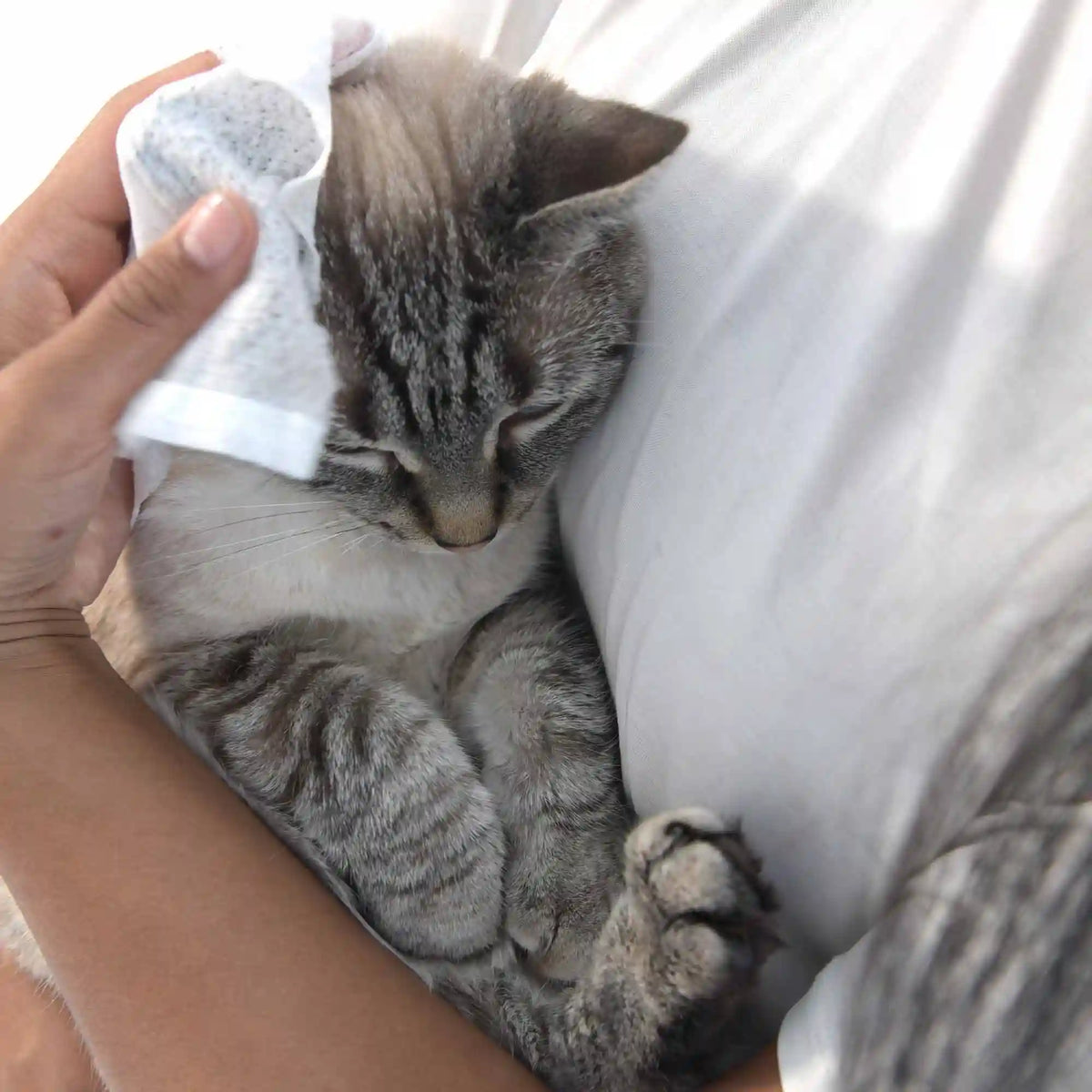 Pet Wipes